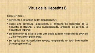 Virus de la Hepatitis B
Características:
• Pertenece a la familia de los Hepadnavirus.
• Posee una envoltura lipoproteica, el antígeno de superficie de la
hepatitis B (HBsAg) y una nucleocápside, antígeno del core de la
hepatitis B (HBcAg).
• En el interior de esta se sitúa una doble cadena helicoidal de DNA de
3,2 kb y una DNA-polimerasa.
• Se replica por transcripción reversa empleando un RNA intermedio
(RNA pregenómico)
 