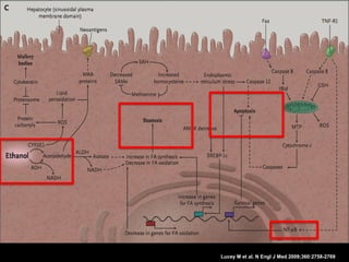 Lucey M et al. N Engl J Med 2009;360:2758-2769
 