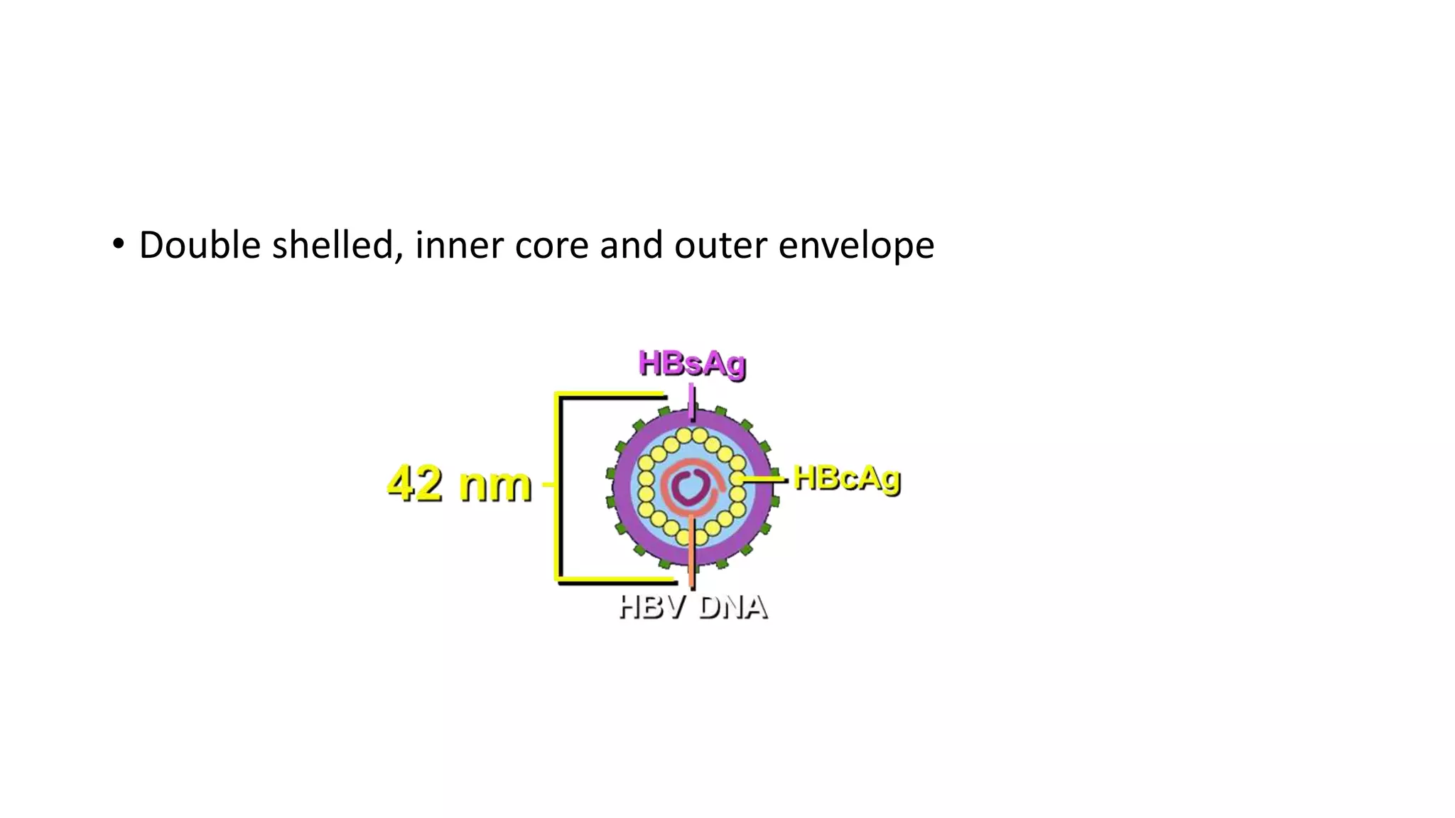 • Double shelled, inner core and outer envelope
 