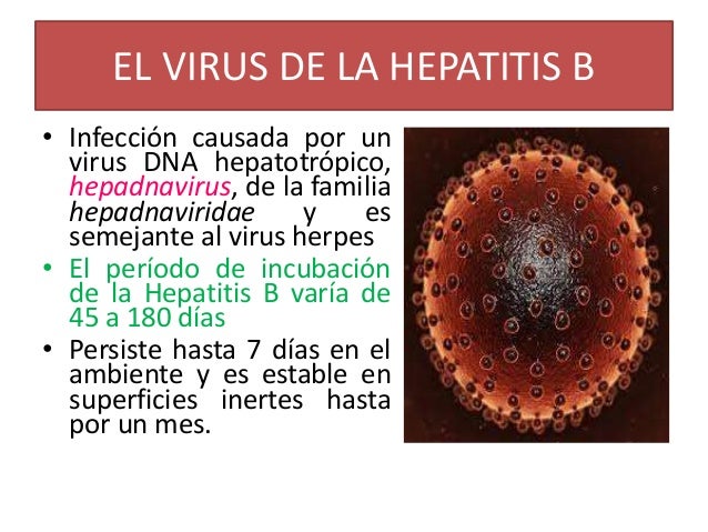 Resultado de imagen para hepatitis b