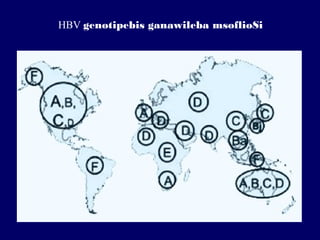HBV genotipebis ganawileba msoflioSi
 