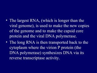 • The largest RNA, (which is longer than the
viral genome), is used to make the new copies
of the genome and to make the capsid core
protein and the viral DNA polymerase.
• The long RNA is then transported back to the
cytoplasm where the virion P protein (the
DNA polymerase) synthesizes DNA via its
reverse transcriptase activity.
 