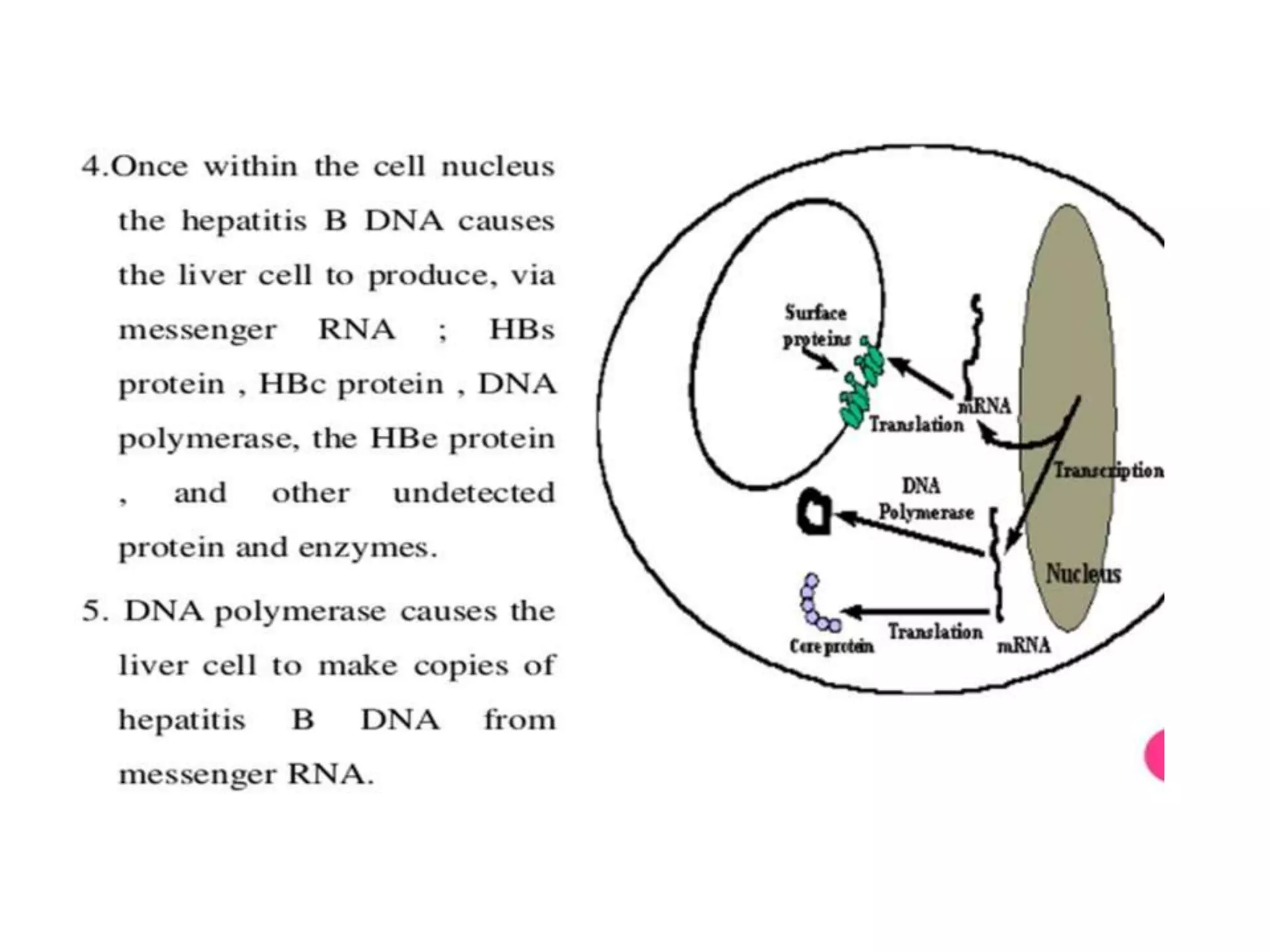 Hepatitis b | PPTX
