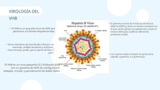 • El VHB es un pequeño virus de ADN que
pertenece a la familia Hepadnaviridae.
• El genoma consta de 4 marcos de lectura
abierta (ORFs) y tiene un diseño compacto en
el que varios genes se superponen y usan el
mismo ADN para codificar diferentes
proteínas virales.
• Otros miembros de esta familia infectan a la
marmota, ardillas terrestres y arbóreas,
mono lanudo, grulla, garza, ganso de Ross y
pato.
• Los 4 genes virales incluyen los genes de la
cápside, superficie, X y polimerasa.
El VHB es un virus pequeño (3.2 kilobases [kb])
con un genoma de ADN de configuración
relajada, circular y parcialmente de doble hebra
VIROLOGÍA DEL
VHB
 