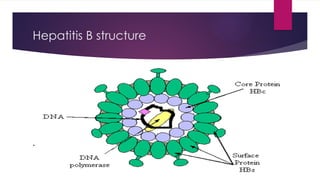 hepatitis B power point presentation for medical | PPTX