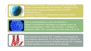 En la infección aguda y autolimitada se han demostrado
niveles circulantes elevados de linfocitos T, dirigidos contra
muchos de los epítopes antigénicos del virus B (N),
evidenciando una
respuesta policlonal y multiespecífica (respuesta celular,
adaptativa o adquirida).
Esta es, principalmente, a partir de linfocitos T-
helpers (ayudadores; restringidos al complejo mayor de
histocompatibilidad – CMH- clase II)) CD4+ y linfocitos T-
citotóxicos CD8+ (LTC, restringidos al CMH clase I) (C-4, N).
Esta respuesta es del tipo Th1 y conlleva a la secreción de
las citoquinas interleucina 2 (IL-2) Ag interferón (IFN- ). La
γ γ
respuesta inmune con base en citoquinas del tipo Th-1 conduce
al daño hepático o a la curación de la infección.
 
