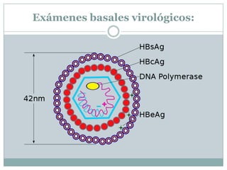 Exámenes basales virológicos:
 
