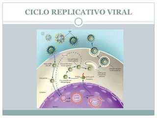 CICLO REPLICATIVO VIRAL
 