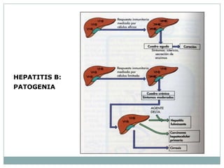 HEPATITIS B:
PATOGENIA
 