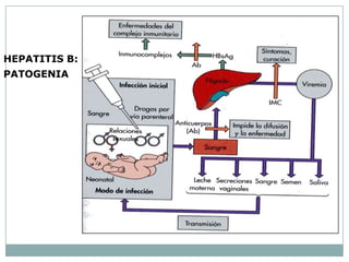 HEPATITIS B:
PATOGENIA
 