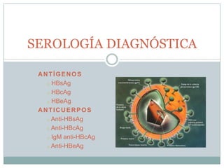 SEROLOGÍA DIAGNÓSTICA

 ANTÍGENOS
   o HBsAg

   o HBcAg

   o HBeAg

 ANTICUERPOS
   o Anti-HBsAg

   o Anti-HBcAg

   o IgM anti-HBcAg

   o Anti-HBeAg
 