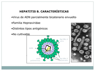 HEPATITIS B. CARACTERÍSTICAS

•Virus de ADN parcialmente bicatenario envuelto

•Familia Hepnaviridae

•Distintos tipos antigénicos

•No cultivable
                                   Ag HBc ó
                                   core



             ADN




                       ADN         Ag HBs ó
                 polimerasa        Australia
 