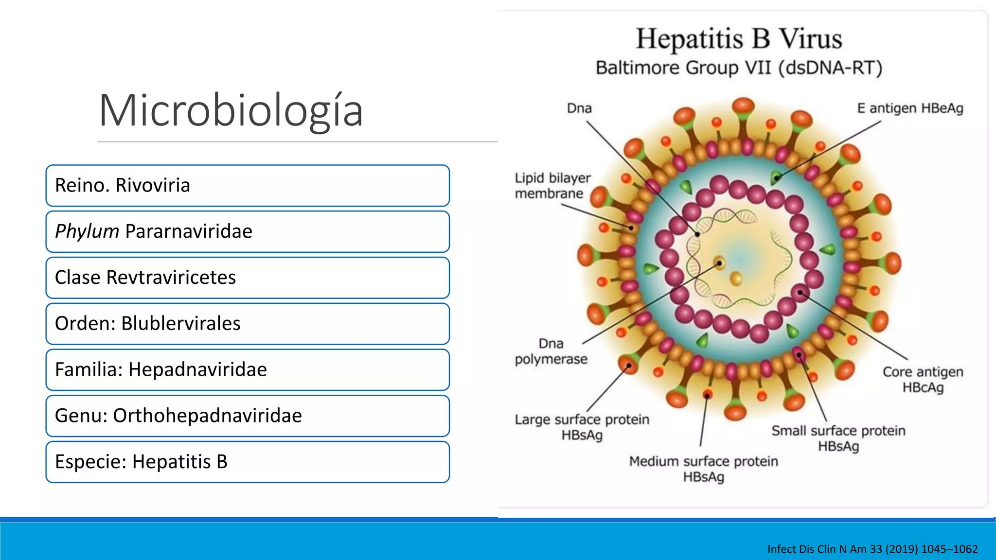 Hepatitis B | PPTX