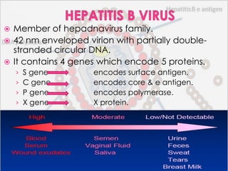 Member of hepadnavirus family.
 42 nm enveloped virion with partially doublestranded circular DNA.
 It contains 4 genes which encode 5 proteins.


›
›
›
›

S gene
C gene
P gene
X gene

encodes surface antigen.
encodes core & e antigen.
encodes polymerase.
X protein.

 