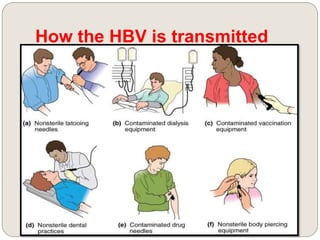 How the HBV is transmitted
 