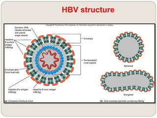 HBV structure
 