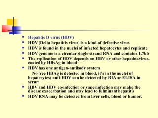 











Hepatitis D virus (HDV)
HDV (Delta hepatitis virus) is a kind of defective virus
HDV is found in the nuclei of infected hepatocytes and replicate
HDV genome is a circular single strand RNA and contains 1.7kb
The replication of HDV depends on HBV or other hepadnavirus,
coated by HBsAg in blood
HDV has one antigen-antibody system
No free HDAg is detected in blood, it’s in the nuclei of
hepatocytes; anti-HDV can be detected by RIA or ELISA in
serum
HBV and HDV co-infection or superinfection may make the
disease exacerbation and may lead to fulminant hepatitis
HDV RNA may be detected from liver cells, blood or humor.

 