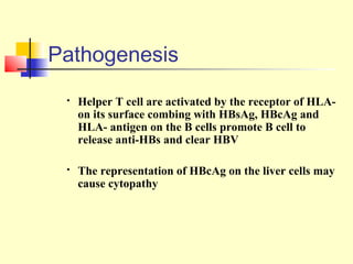 Pathogenesis


Helper T cell are activated by the receptor of HLAon its surface combing with HBsAg, HBcAg and
HLA- antigen on the B cells promote B cell to
release anti-HBs and clear HBV



The representation of HBcAg on the liver cells may
cause cytopathy

 
