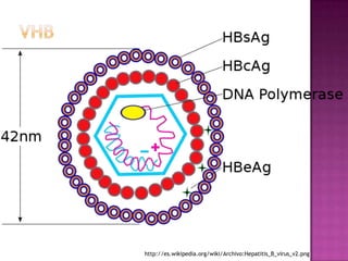 VHBhttp://es.wikipedia.org/wiki/Archivo:Hepatitis_B_virus_v2.png