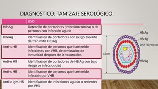 USO
HBsAg Detección de portadores (infección crónica) o de
personas con infección aguda
HBeAg Identificacion de portadores con riesgo elevado
de transmitir HBsAg
Anti-s HB Identificacion de personas que han tenido
infecciones por VHB, determinacion de
inmunidad despues de la vacunación.
Anti-e HB Identificacion de portadores de HBsAg con bajo
riesgo de infecciosidad
Anti-c HB Identificacion de personas que han tenido
infección por VHB
Anti-c IgM HB Identificacion de infecciones agudas o recientes
por VHB
DIAGNOSTICO: TAMIZAJE SEROLÓGICO
 