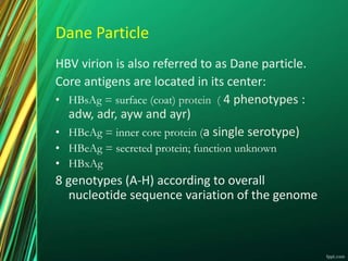 Dane Particle
HBV virion is also referred to as Dane particle.
Core antigens are located in its center:
• HBsAg = surface (coat) protein ( 4 phenotypes :
adw, adr, ayw and ayr)
• HBcAg = inner core protein (a single serotype)
• HBeAg = secreted protein; function unknown
• HBxAg
8 genotypes (A-H) according to overall
nucleotide sequence variation of the genome
 