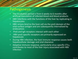 Pathogenesis
• The incubation period is from 6 weeks to 6 months after
artificial inoculation of infected blood and blood products
• HBV interferes with the functions of the liver by replicating in
hepatocytes
• HBV virions bind to the host cell via the preS domain of the
viral surface antigen and are subsequently internalized by
endocytosis
• PreS and IgA receptors interact with each other
• HBV-preS specific receptors are primarily expressed on
hepatocyte
• During HBV infection, the host immune response causes both
hepatocellular damage and viral clearance
• Adaptive immune response, particularly virus-specific CTLs,
contributes to most of the liver injury associated with HBV
infection
 