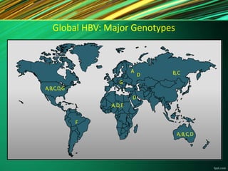 Global HBV: Major Genotypes
A,B,C,D,G
F
A,D,E
B,CD
G
A,B,C,D
D
A
 