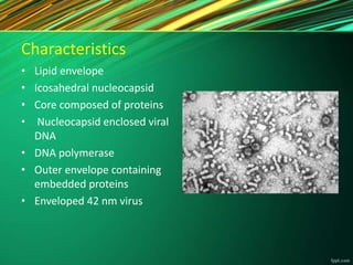 Characteristics
• Lipid envelope
• Icosahedral nucleocapsid
• Core composed of proteins
• Nucleocapsid enclosed viral
DNA
• DNA polymerase
• Outer envelope containing
embedded proteins
• Enveloped 42 nm virus
 