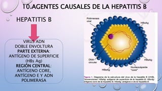 HEPATITIS B
VIRUS ADN
DOBLE ENVOLTURA
PARTE EXTERNA:
ANTÍGENO DE SUPERFICIE
(HBs Ag)
REGIÓN CENTRAL:
ANTÍGENO CORE,
ANTÍGENO E Y ADN
POLIMERASA
10.AGENTES CAUSALES DE LA HEPATITIS B
 