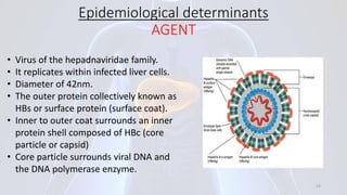 Epidemiological determinants
AGENT
• Virus of the hepadnaviridae family.
• It replicates within infected liver cells.
• Diameter of 42nm.
• The outer protein collectively known as
HBs or surface protein (surface coat).
• Inner to outer coat surrounds an inner
protein shell composed of HBc (core
particle or capsid)
• Core particle surrounds viral DNA and
the DNA polymerase enzyme.
14
 
