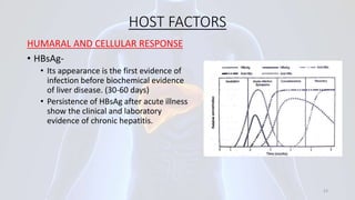 HOST FACTORS
HUMARAL AND CELLULAR RESPONSE
• HBsAg-
• Its appearance is the first evidence of
infection before biochemical evidence
of liver disease. (30-60 days)
• Persistence of HBsAg after acute illness
show the clinical and laboratory
evidence of chronic hepatitis.
23
 