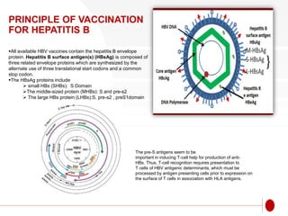PRINCIPLE OF VACCINATION
FOR HEPATITIS B
All available HBV vaccines contain the hepatitis B envelope
protein. Hepatitis B surface antigen(s) (HBsAg) is composed of
three related envelope proteins which are synthesized by the
alternate use of three translational start codons and a common
stop codon.
The HBsAg proteins include
 small HBs (SHBs): S Domain
The middle-sized protein (MHBs): S and pre-s2
 The large HBs protein (LHBs):S, pre-s2 , preS1domain
The pre-S antigens seem to be
important in inducing T-cell help for production of anti-
HBs. Thus, T-cell recognition requires presentation to
T cells of HBV antigenic determinants, which must be
processed by antigen presenting cells prior to expression on
the surface of T cells in association with HLA antigens.
 