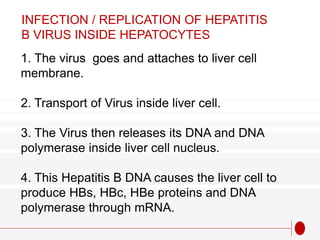 INFECTION / REPLICATION OF HEPATITIS
B VIRUS INSIDE HEPATOCYTES
1. The virus goes and attaches to liver cell
membrane.
2. Transport of Virus inside liver cell.
3. The Virus then releases its DNA and DNA
polymerase inside liver cell nucleus.
4. This Hepatitis B DNA causes the liver cell to
produce HBs, HBc, HBe proteins and DNA
polymerase through mRNA.
 