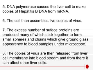 5. DNA polymerase causes the liver cell to make
copies of Hepatitis B DNA from mRNA.
6. The cell than assembles live copies of virus.
7. The excess number of suface proteins are
produced many of which stick together to form
small spheres and chains which give ground glass
appearence to blood samples under microscope.
8. The copies of virus are then released from liver
cell membrane into blood stream and from there it
can affect other liver cells.
 