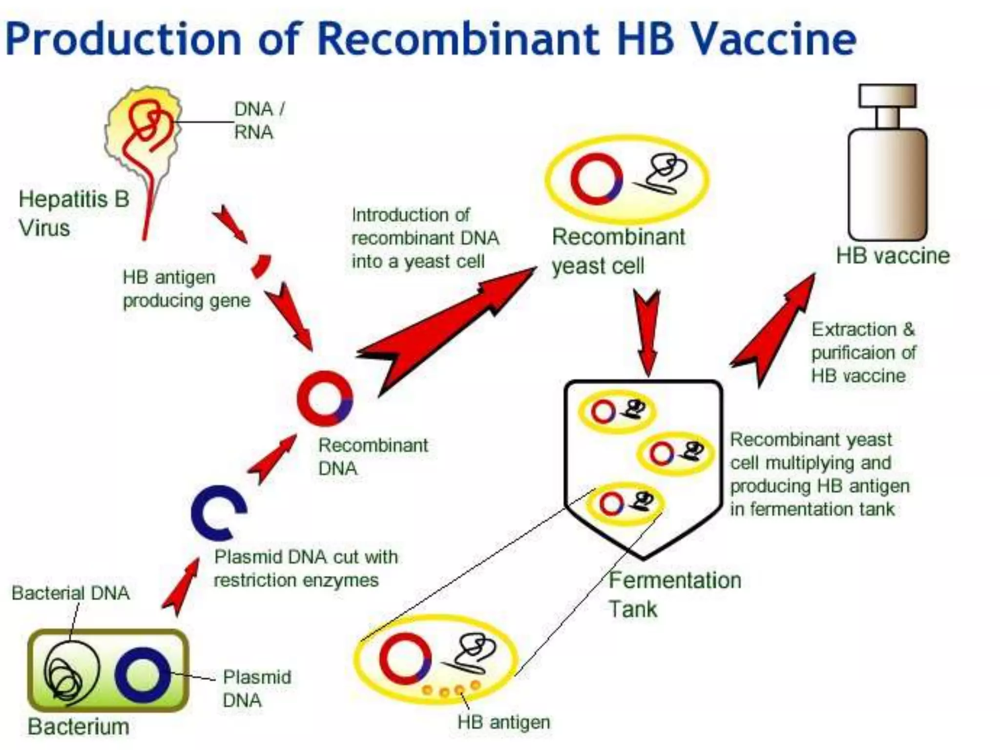 Hepatitis B Vaccine production.ppt