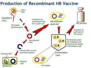 Hepatitis B Vaccine production.ppt
