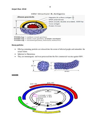 4
Amjad Khan Afridi
Decoy particles
 HBsAg-containing particles are released into the serum of infected people and outnumber the
actual virions.
 Spherical or filamentous
 They are immunogenic and were processed into the first commercial vaccine against HBV.
GENOME
 
