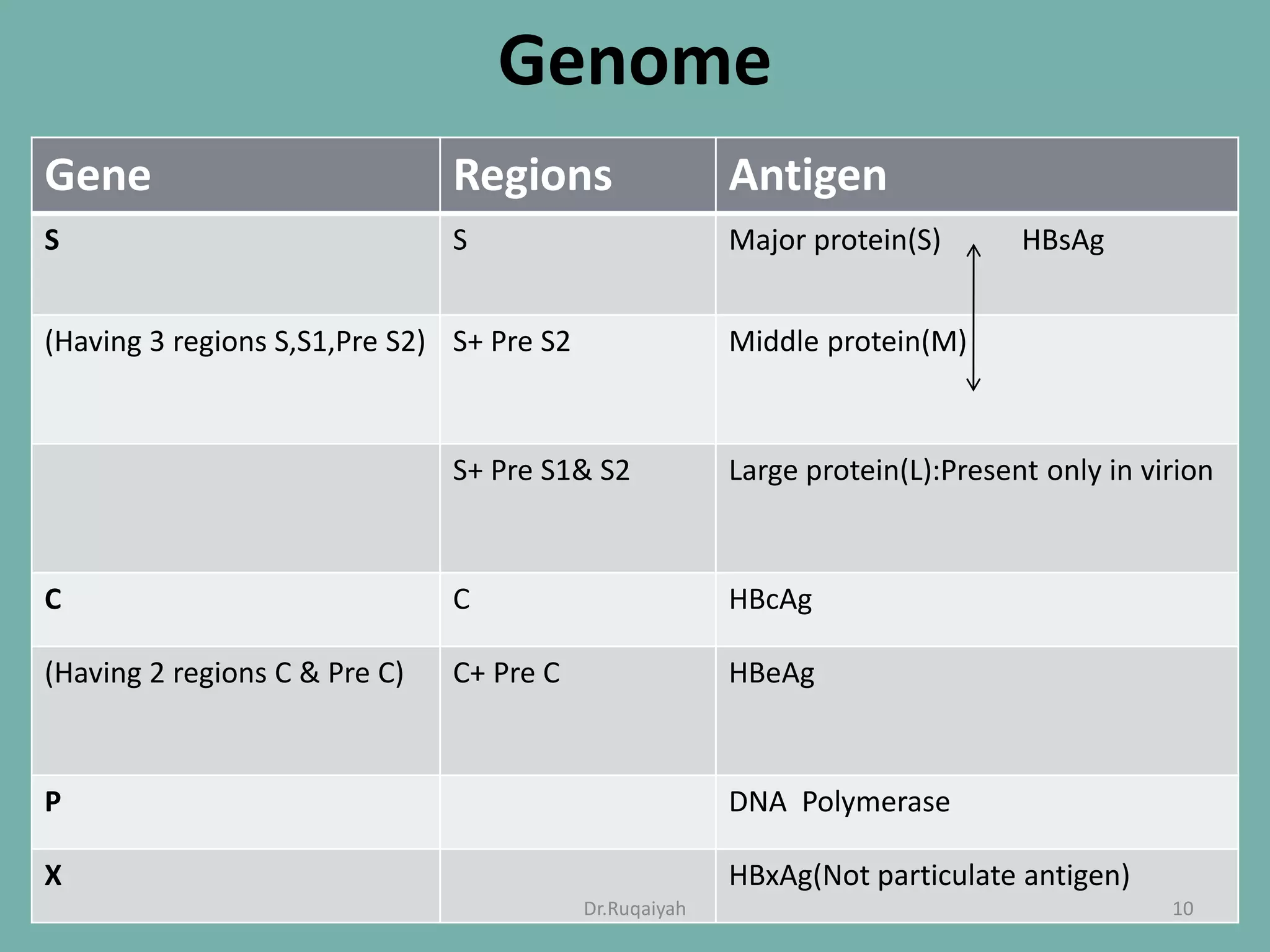 Genome
Gene Regions Antigen
S S Major protein(S) HBsAg
(Having 3 regions S,S1,Pre S2) S+ Pre S2 Middle protein(M)
S+ Pre S1& S2 Large protein(L):Present only in virion
C C HBcAg
(Having 2 regions C & Pre C) C+ Pre C HBeAg
P DNA Polymerase
X HBxAg(Not particulate antigen)
10Dr.Ruqaiyah
 