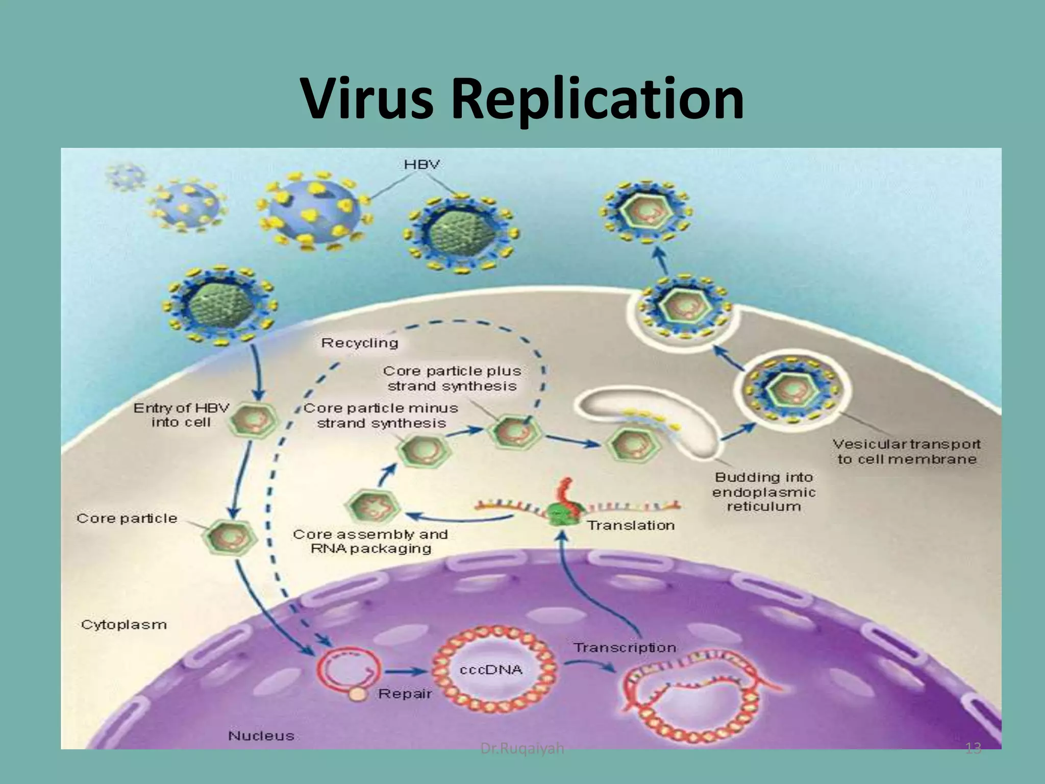 Virus Replication
13Dr.Ruqaiyah
 