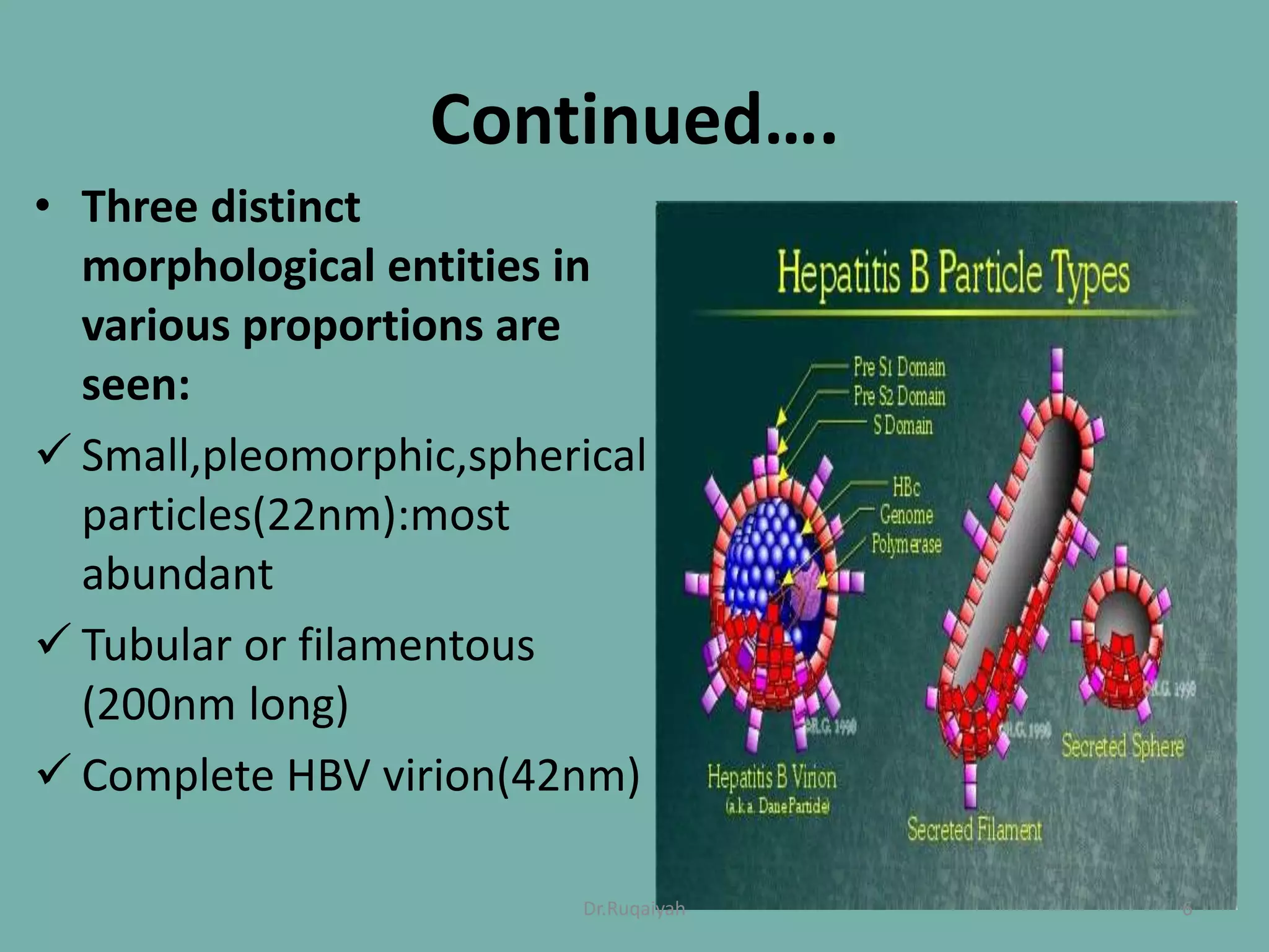 Continued….
• Three distinct
morphological entities in
various proportions are
seen:
 Small,pleomorphic,spherical
particles(22nm):most
abundant
 Tubular or filamentous
(200nm long)
 Complete HBV virion(42nm)
6Dr.Ruqaiyah
 