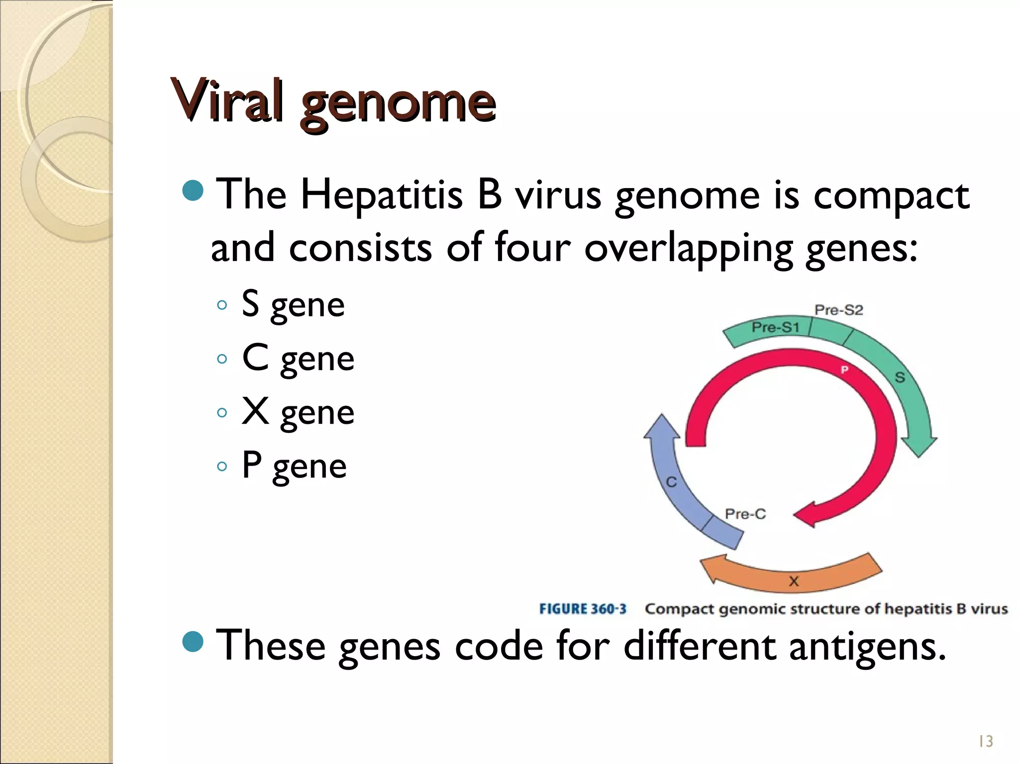 Viral genomeViral genome
13
The Hepatitis B virus genome is compact
and consists of four overlapping genes:
◦ S gene
◦ C gene
◦ X gene
◦ P gene
These genes code for different antigens.
 
