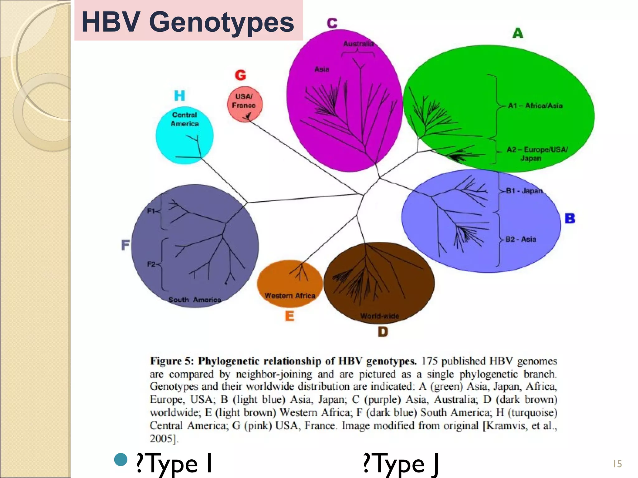 ?Type I ?Type J 15
HBV Genotypes
 