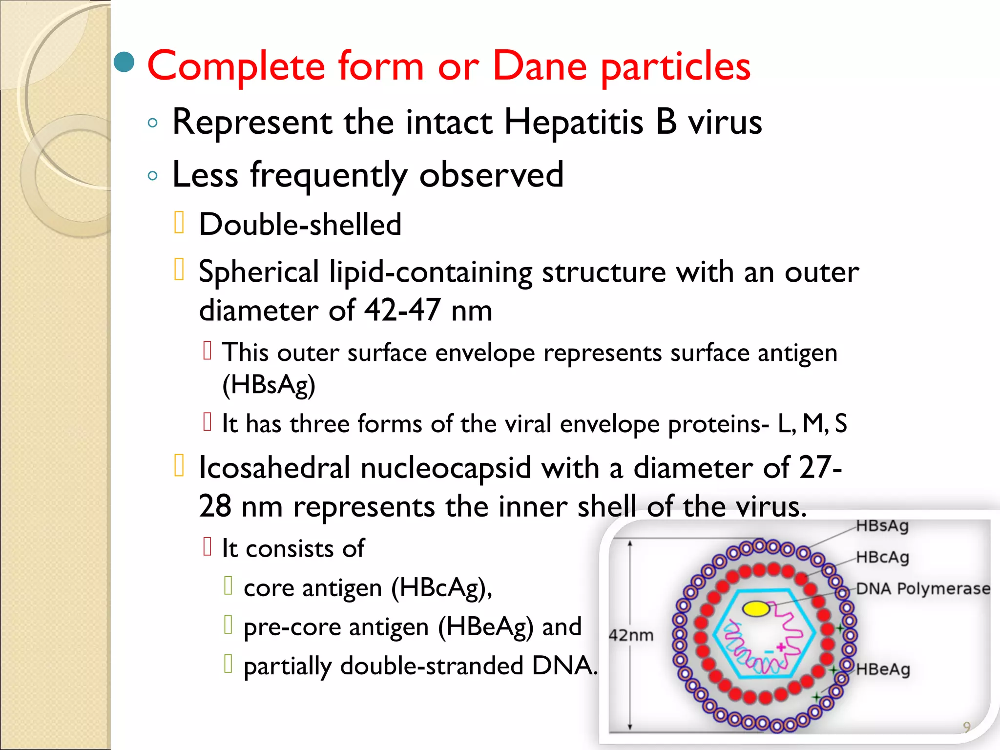 Complete form or Dane particles
◦ Represent the intact Hepatitis B virus
◦ Less frequently observed
 Double-shelled
 Spherical lipid-containing structure with an outer
diameter of 42-47 nm
 This outer surface envelope represents surface antigen
(HBsAg)
 It has three forms of the viral envelope proteins- L, M, S
 Icosahedral nucleocapsid with a diameter of 27-
28 nm represents the inner shell of the virus.
 It consists of
 core antigen (HBcAg),
 pre-core antigen (HBeAg) and
 partially double-stranded DNA.
9
 