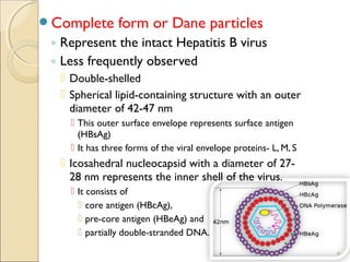 Hep Shell Hepatitis b virus general virology and laboratory diagnosis | PPT