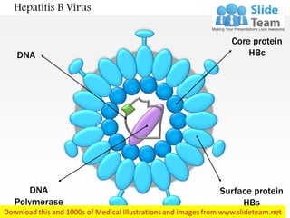 Hepatitis B Virus
Core protein
HBc
Surface protein
HBs
DNA
Polymerase
DNA
 
