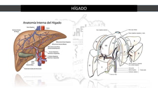 HÍGADO
 