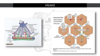 HÍGADO
 