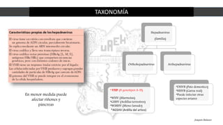 TAXONOMÍA
Joaquín Balanzo
En menor medida puede
afectar riñones y
páncreas
Hepadnavirus
(familia)
Orthohepadnavirus Avihepadnavirus
*DHVB (Pato domestico)
*HHVB (Garza real)
*Puede infectar otras
especies aviares
*VHB (8 genotipos A-H)
*WHV (Marmotas)
*GSHV (Ardillas terrestres)
*WMHV (Mono lanudo)
*AGSHV (Ardilla del artico)
 