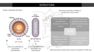 ESTRUCTURA
*Virus pequeño ADN
parcialmente
bicatenario 3.200 kb
circular
*Produce numerosas
partículas subvirales
esféricas y filamentosas
22 nm
*El HBsAg se expresa en
el exterior de todas
ellas y circula en
sangre
*La nucleocapside o
núcleo (core) antígeno
HBcAg
VHB
Carecen de ADN, no son
infecciosas, muy
inmunógenas
Virión: “partícula de Dane”
1013/ml104-109/ml
ADN parcialmente doble indica síntesis incompleta de ADN viral
Útiles en la adsorción de
anticuerpos
neutralizantes
Partículas purificadas de HBsAg se
pueden usar como vacuna
 