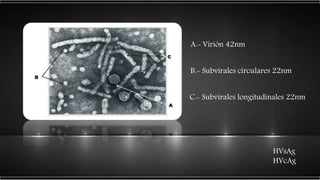 A.- Virión 42nm
B.- Subvirales circulares 22nm
C.- Subvirales longitudinales 22nm
HVsAg
HVcAg
 